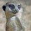 bartlebi
